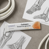 Osavi Collagen Peptides Joints and Bones – Soutien Articulations & Os