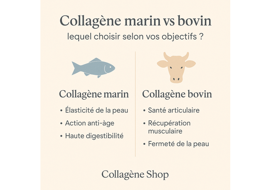 Collagène marin vs bovin : lequel choisir selon vos objectifs