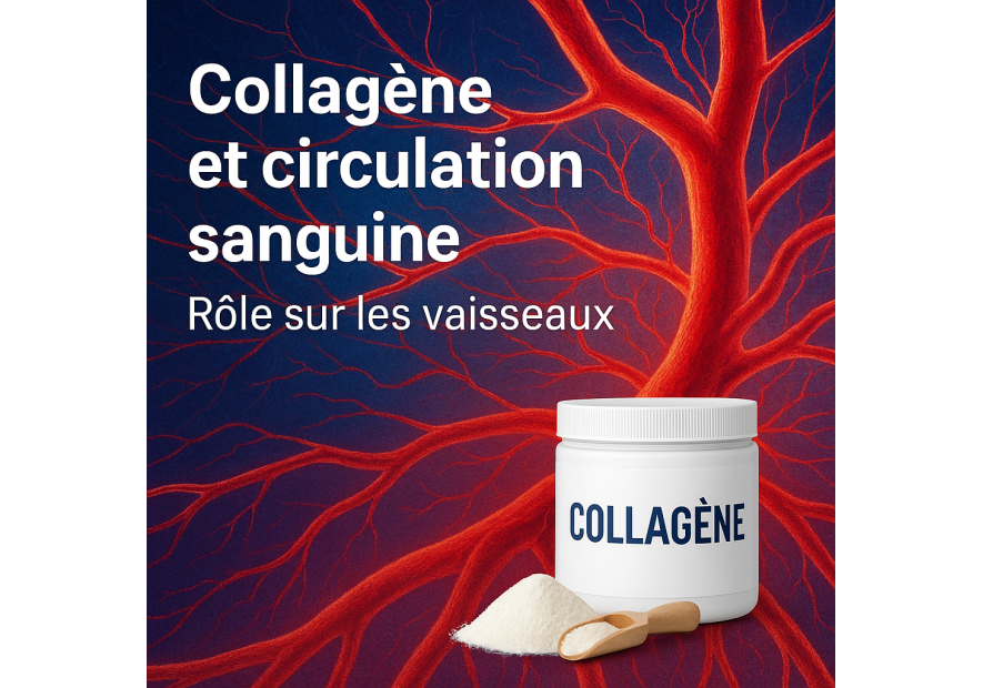Collagène et circulation sanguine : rôle sur les vaisseaux