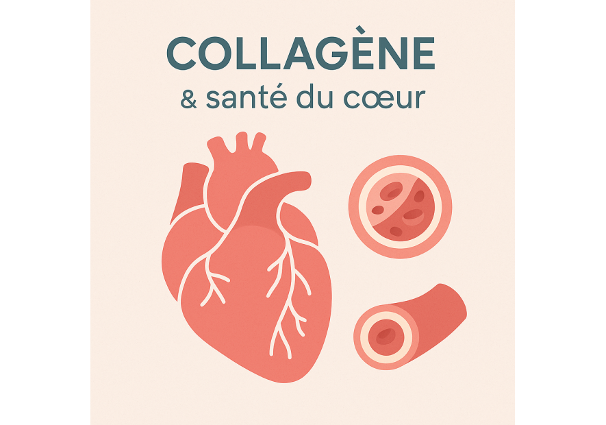 Collagène et santé du cœur : impact sur les tissus cardiovasculaires