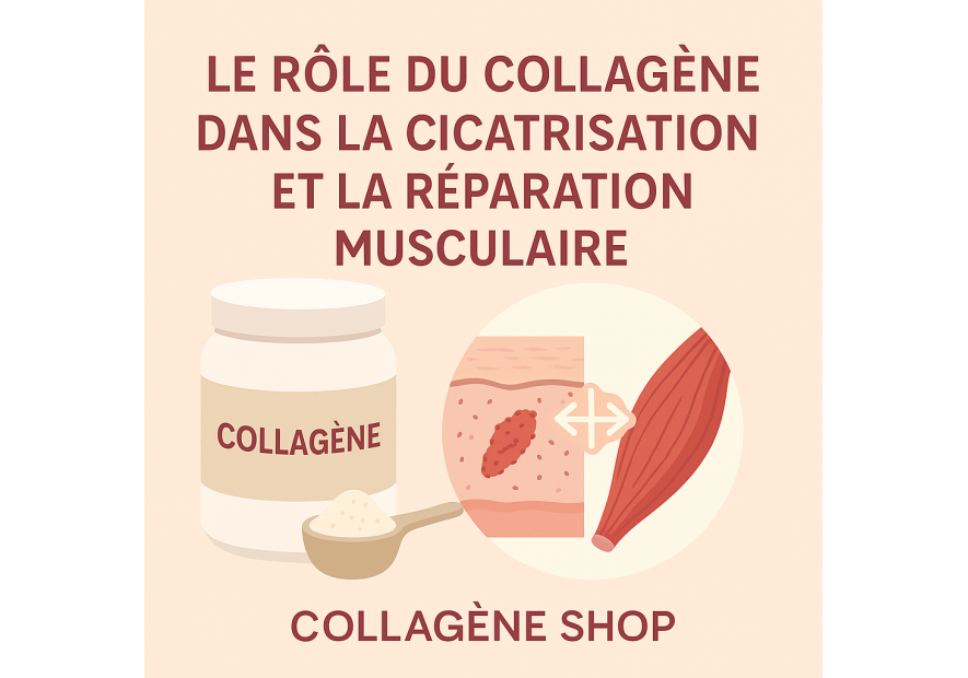 Le rôle du collagène dans la cicatrisation et la réparation musculaire